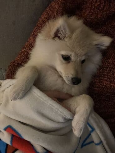 psi na poklon subotica: Zenka nemackog spica na poklon, srednjeg rasta. Stara 3 i po meseca — 2