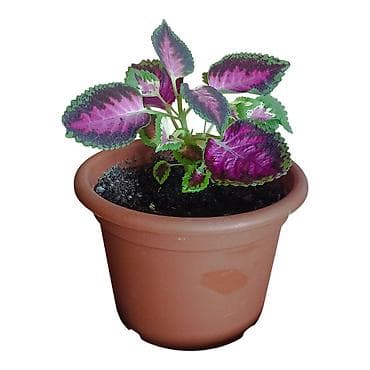 Ukrasna sobna biljka – Koleus (Coleus blumei) u saksiji fi 17cm -