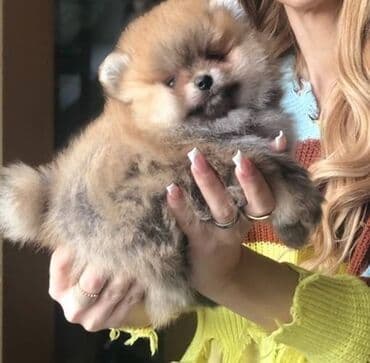 Psi: Pomeranac / Pomeranian / Boo štenci Ako ste odgovorna osoba i imate — 5