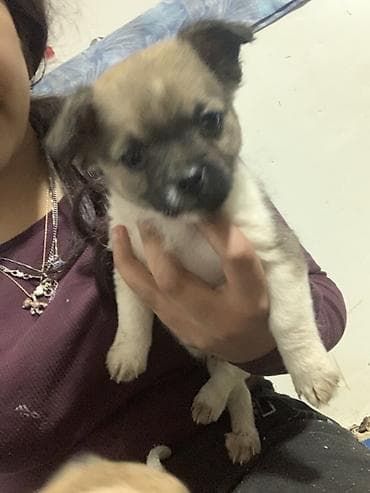 mali beli psi: Preslatko štene malog rasta majka dugodlaka civava otac Si -Cu - — 5