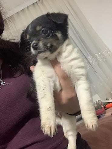 ruski terijer: Devojcica malog rasta – crno-belo sa smeđim oznakama - Preslatko — 4