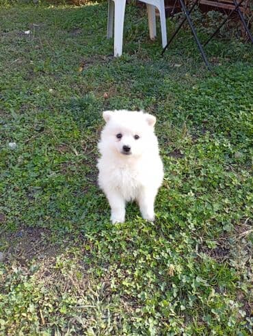 Psi: Beli pomeranski spic . Musko stene ciscen je vise puta od parazita i — 1