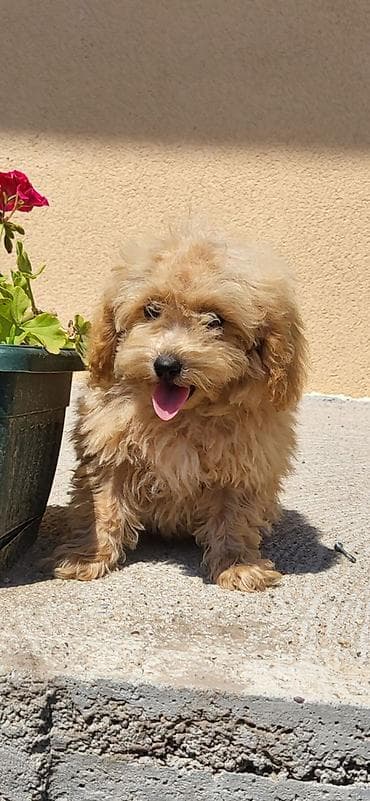 psi na poklon smederevo: Maltipoo-Bipooo Na prodaju stenci oba pola ostenjeni 01.05.2026.Majka — 3