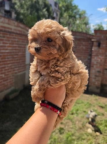 tata vidi prase: Maltipoo bebe Registrovana odgajivacnica Hopy queen pudle predstavlja — 5