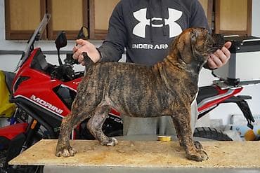 Psi: Sa ponosom predstavljamo vrhunske štence rase Južnoafrički mastif – — 5