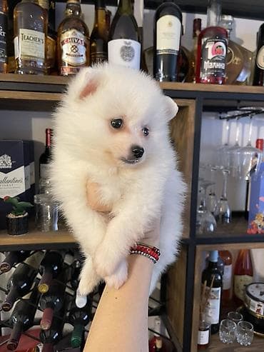 pudla oglasi: Pomeranac štene – bela boja - Presladak, pahuljast pomeranac sa — 1