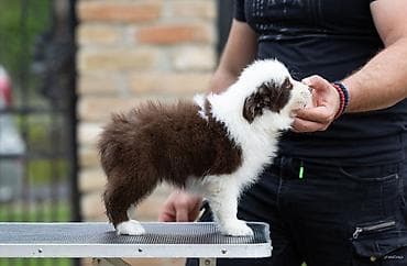 mala telad za prodaju: Na prodaju 9 šteneta Border Collie, iz dva različita legla. - Jedno — 8