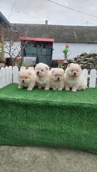 najjeftiniji psi: Chow chow-cau cau! stenad najlepsi poklon deci otac m- lav chsrb 3x — 4