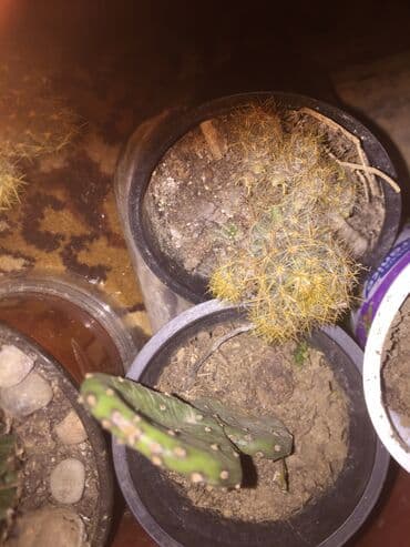 aloja kaktus: Kaktusi 100 dinara — 5