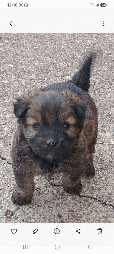 drveni kavezi za ptice: Štenci mešanca – šarmantni mali medvedići - Leglo preslatkih štenaca — 3