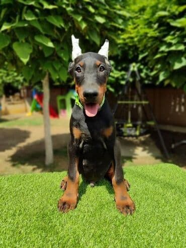 Psi: Doberman mužijaci Oštenjeni 25.05 Vakcinisani revakcinisani Šabac — 1