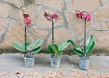 Phalaenopsis - 3300 ( cena za sve tri) Phalaenopsis orhideje u