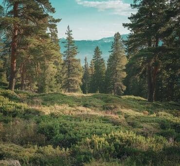 Houses: 52 ares, Owner — 14