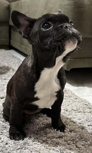 mali psi cena: Francuski buldog – štene - Rasa: francuski buldog (kratkomužna — 1