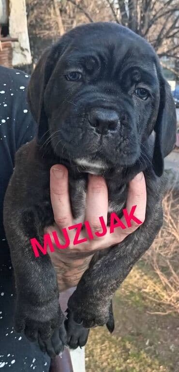 psi za dvoriste prodaja: U ponudi stenci Cane Corso kvalitetne krvne linije, odnegovani u — 1