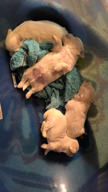 engleski buldog crni: Mali beli štenci – verovatno rase maltezer ili sličnog tipa — 2