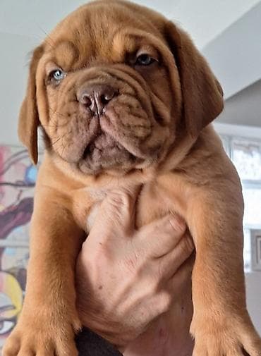 psi smederevska palanka: Prodaju se vrhunski stenci bordoške doge. U leglu su 4 mužjaka i 4 — 5