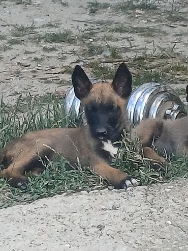 zuti psi: Štenci (verovatno tip belgijskog ovčara – malinoa) - Starost: mladi — 6
