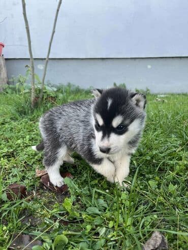 Ostale životinje: Sibirsky haski štenci - Leglo prelepih štenaca sibirskog haskija — 18