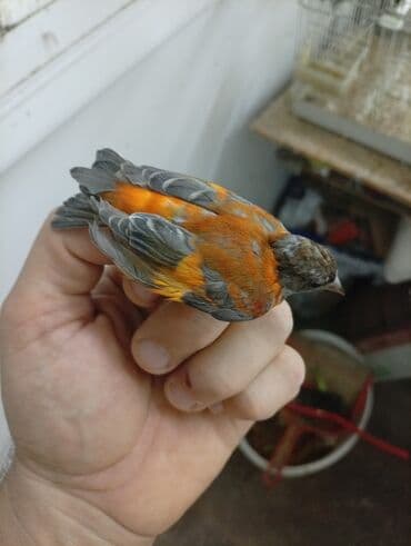 Ptice: Vrsta: venecuelske cajzle Opis: - Ukrasni ptice intenzivnog — 3