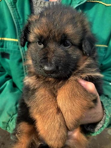 Nemački ovčar štenci Odgajivacnica vom yugerland prodaje štenad na lalafo.rs Nemački ovčar štenci Odgajivacnica vom yugerland prodaje štenad