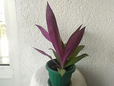 ukrasne lampe za sobu: Mojsijeva kolevka 30 cm - Tradescantia spathacea Prodaje se biljka sa — 3