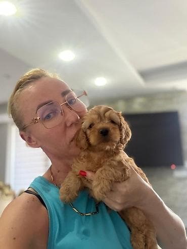 kućni psi na prodaju: Registrovana odgajivacnica Pom Bahu Djokovic predstavlja prelepe — 6
