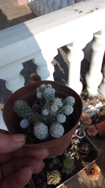 buket sa slatkisima: Kaktusi – više vrsta (Opuntia i Mammillaria) - Opuntia (indijske — 8