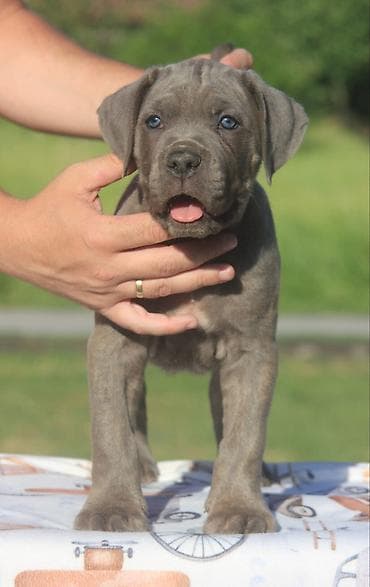 mali psi za udomljavanje: Cane Corso štenci U ponudi veoma perspektivni štenci iz različitih — 7
