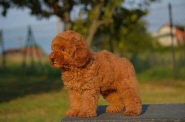 Pets & Animals: Toy pudle Odgajivacnica "Team AS Trajkovic" u ponudi ima prelepe toy — 3