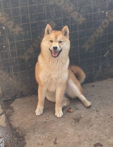 mali psi na poklon novi sad: Shiba inu stenci na prodaju, muskog i zenskog pola, crvene boje — 3
