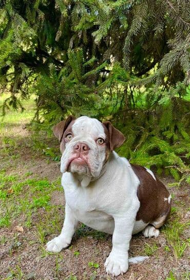 francuski buldog plavi cena: Odgajivacnica pasa "Happy Puppies" ima u ponudi prelepe stence — 10