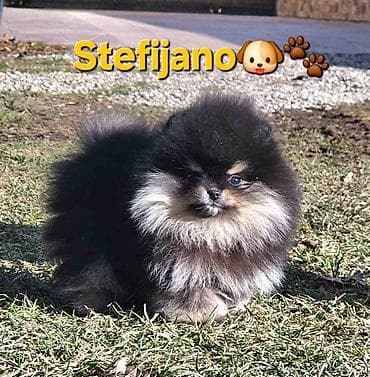 divlji pas u srbiji: Pomeranac Boo. Vrhunski stenci pomeranca, minijaturnog patuljastog — 3