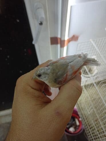 Ptice: Vrsta: venecuelske cajzle Opis: - Ukrasni ptice intenzivnog — 5