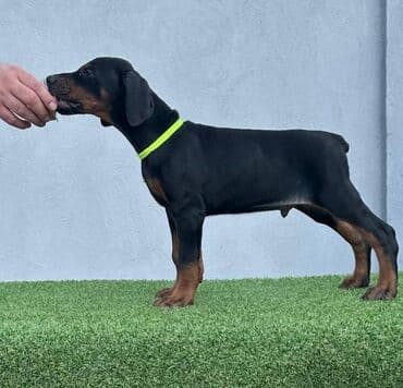 Životinje: DOBERMAN stenci, vrhunskog porekla, sa genetskim testovima roditelja — 9