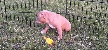 Psi: American bully pocket lilac štenci. 4 lilac zenki, 2 zute zenke — 8