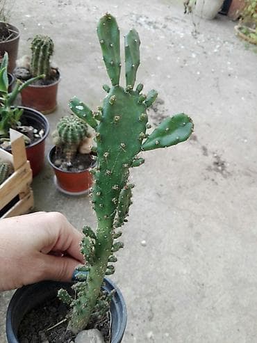 Kaktus na lalafo.rs Kaktus