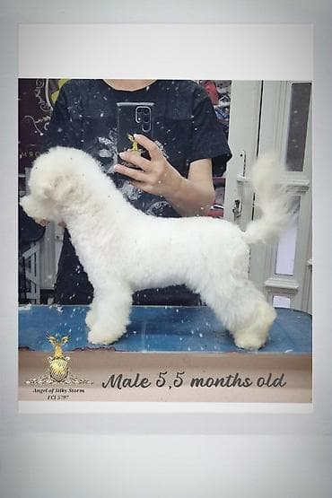 beli retriver cena: Odgajivačnica kovrdžavih bišona Angel of Silky Storm, leglo „M“ jos 1 — 8