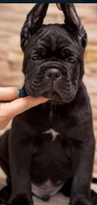 labrador retriver crni: Ako tražite vernog člana porodice, obratite se nama i postanite — 5