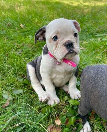 francuski buldog plavi cena: Odgajivacnica pasa "Happy Puppies" ima u ponudi prelepe stence — 4