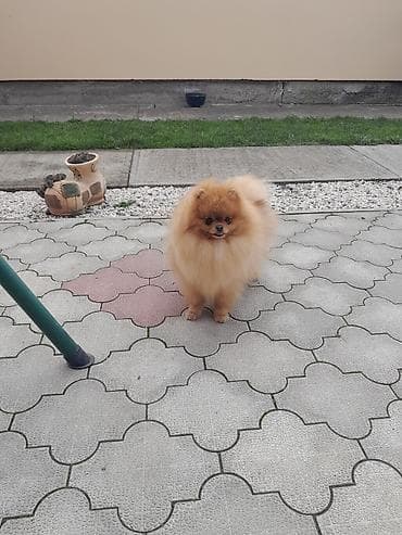 Oprema za kućne ljubimce: Pomeranac cistokrvni muski star 13 meseci — 1