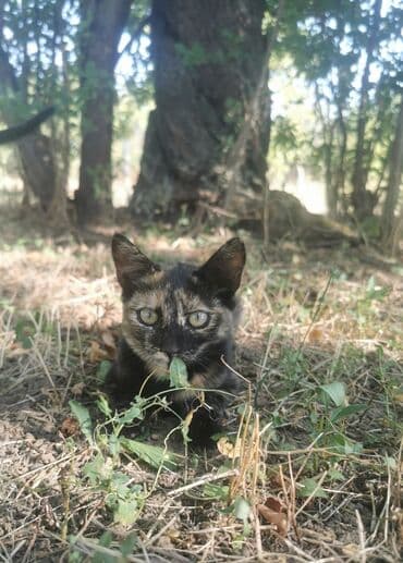 ruska plava macka na poklon: Dva mačeta, jedno crno-belo, a drugo trobojno (kornjačevina), traže — 2