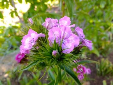 Sve za vikendicu i baštu: Na prodaju seme turskog karanfila mix od 50+/- semenki - 100 dinara — 4