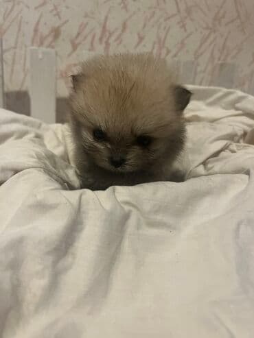 srednja pudla tezina: Pomeranski špic – štenci mini tipa (patuljasti spic). - Više — 5