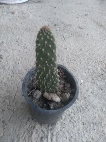 decije sobe za devojcice: Kaktus — 1