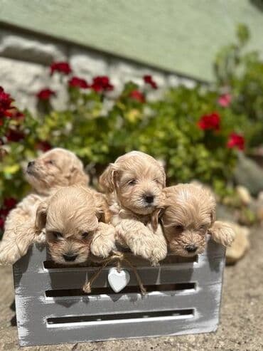 polovne kucice za pse: Maltipoo kucici savrsenog izgleda i genetike FCI 7493 posetite nase — 3