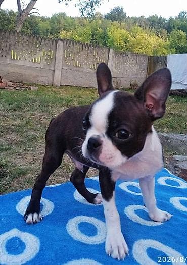 boo dog: U ponudi dva dečaka Boston terijera. Traže novi dom. Veoma povoljno — 5