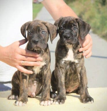 Psi: Cane Corso štenci dostupni za rezervaciju! U ponudi imamo tri — 5