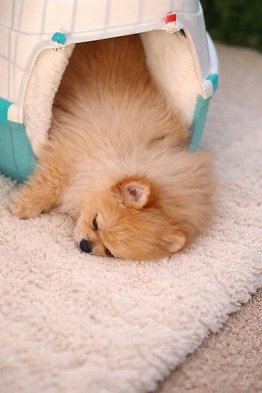 bordoška doga cena: Pomeranac zenkica. Dostupna prelepa ženkica pomeranca. Starosti 4 mes — 1