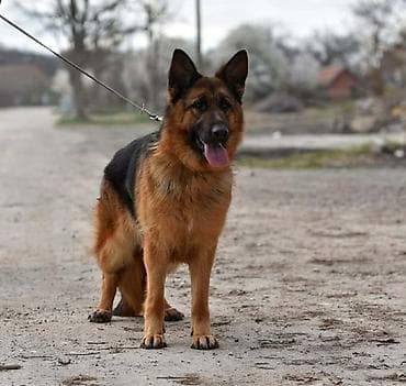 Nemački ovčar ženka Na prodaju ženka Nemačkog ovčara. F - Gotti — 2